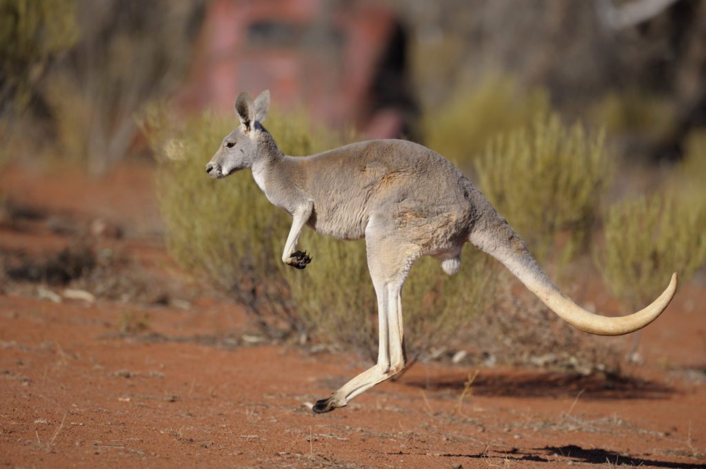 red kangaroo in outback Australia