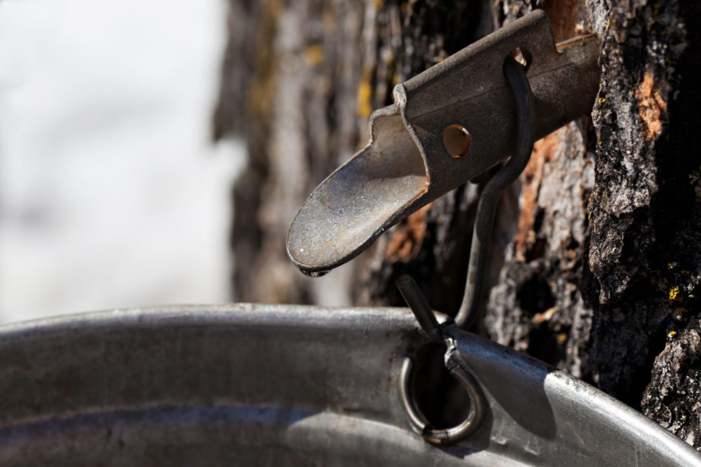 Old-fashioned spigot and bucket to collect annual maple sap for maple syrup. Extreme close-up with focus on spigot.