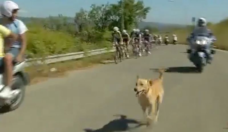 Dog joins peloton