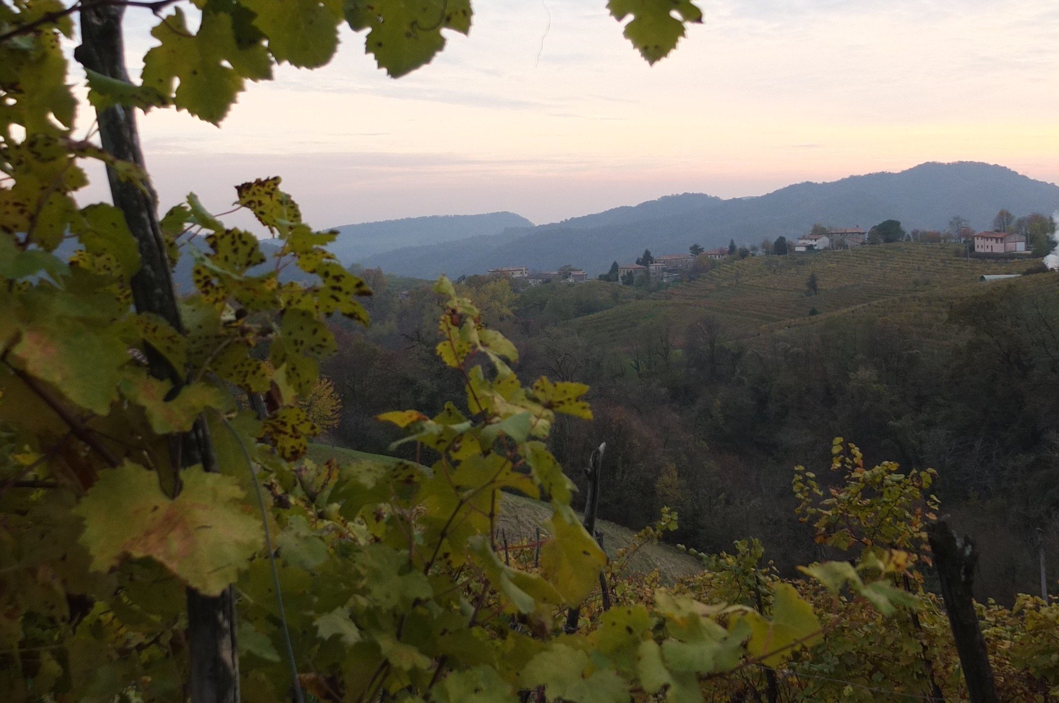 Prosecco vineyards of the Treviso region