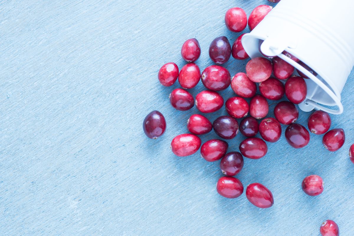 Top view of fresh cranberries in a white fallen over bucket on a blue wooden table.