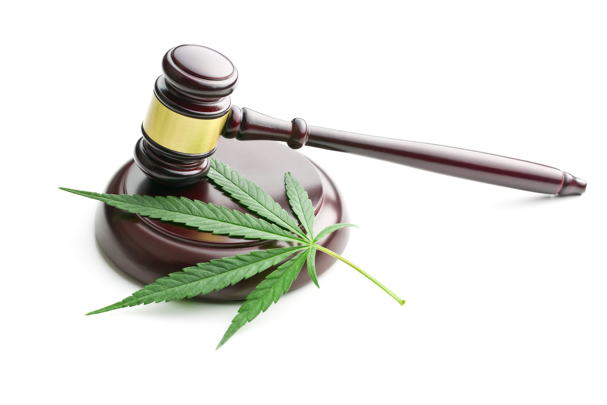 the cannabis leaf and judge gavel