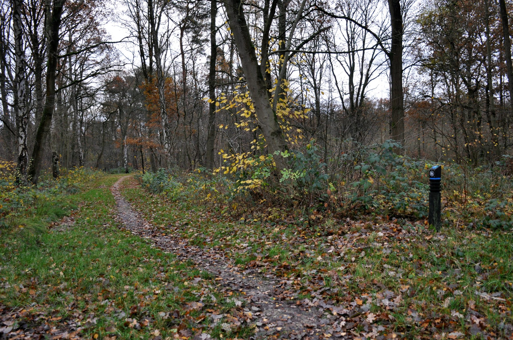 Foliage covered walking and bicycling trail in The Netherlands.