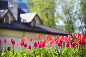 A flower bed with pink and purple tulips in the rays of sunlight against the backdrop of a beautiful white house with a sloping roof. Gardening
