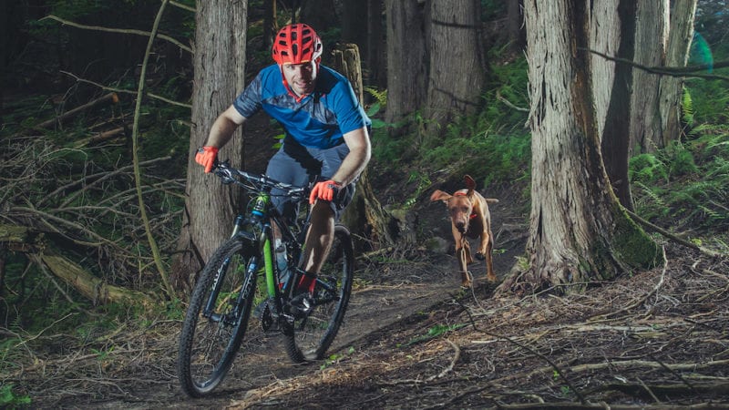 How to train a trail dog