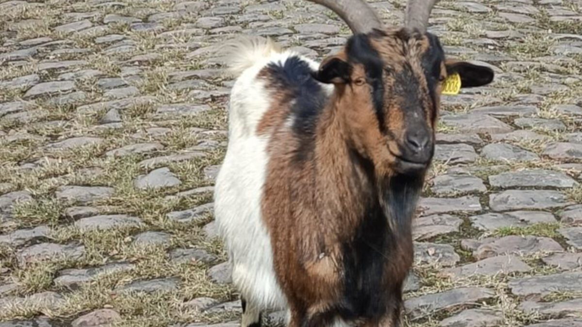 A goat on cobbles