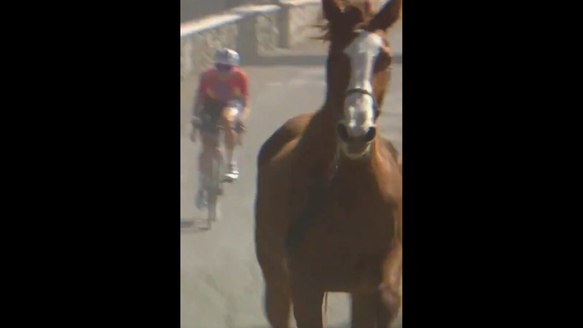 A horse on the Strade Bianche course