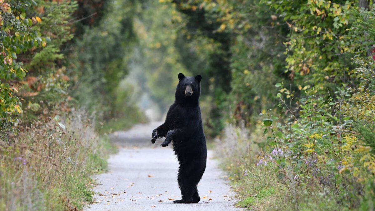A black bear walks onto a hiking trail and stands up on its back feet and looks at photographer before walking away