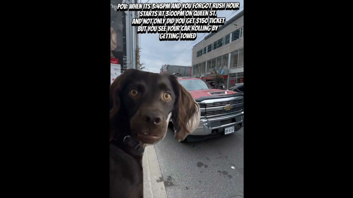 Funny video of a dog watching a car get towed