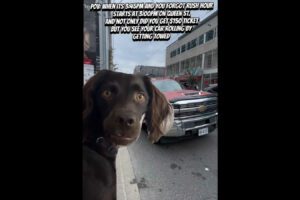 Funny video of a dog watching a car get towed