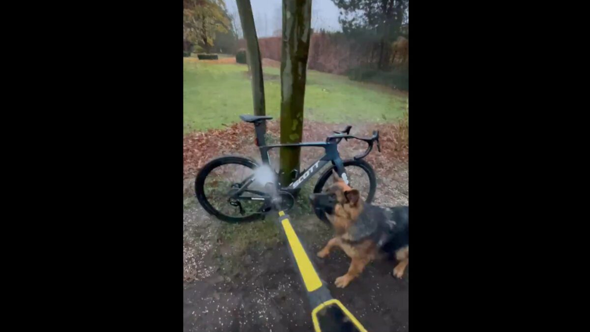 A dog interfering with a bike clean