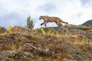 Mountain Lion Jumping in Natural Autumn Setting Captive